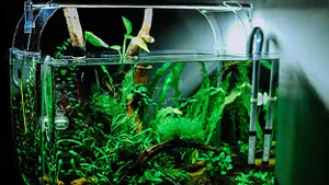 Beleuchtung eines Aquariums